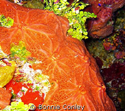 Grand Cayman August 2008.  Photo taken with a Canon SD550. by Bonnie Conley 